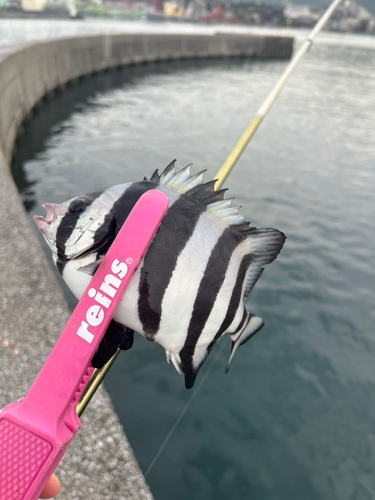 サンバソウの釣果