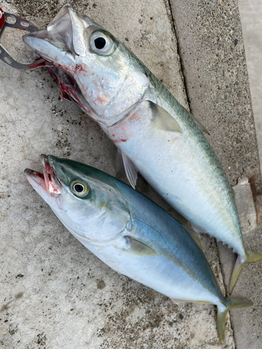 サバの釣果