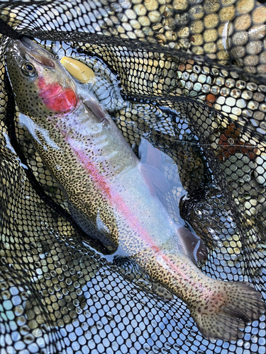 ニジマスの釣果