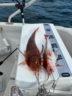 ホウボウの釣果