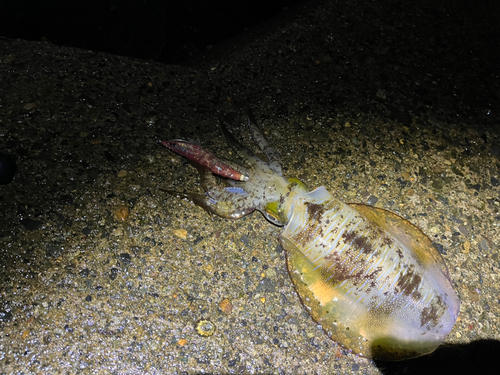 アオリイカの釣果