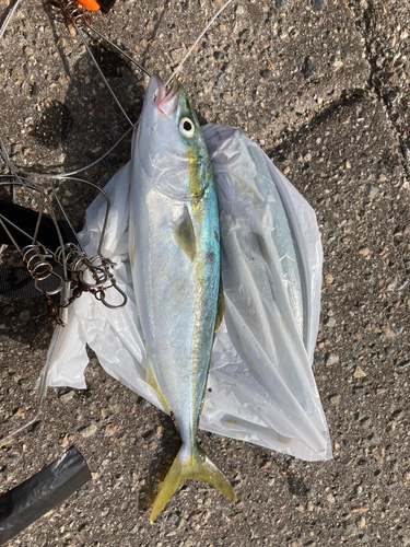 ツバイソの釣果