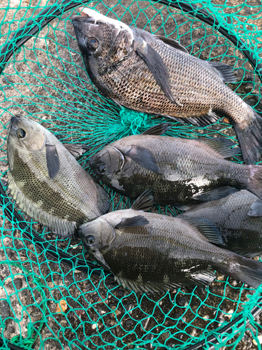 クロダイの釣果