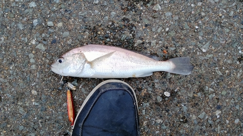 箱崎埠頭で釣れたシログチの釣り・釣果情報 - アングラーズ