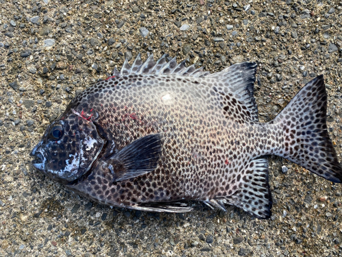 イシガキダイの釣果