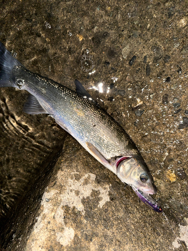 ウグイの釣果