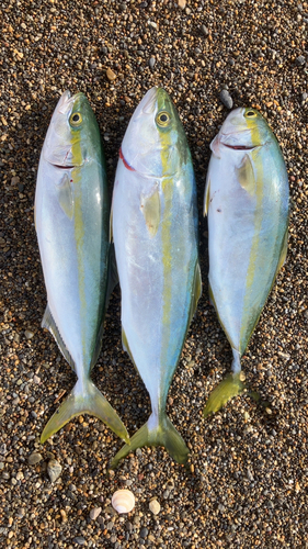 ワカシの釣果