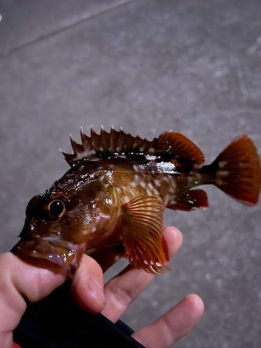 ガシラの釣果