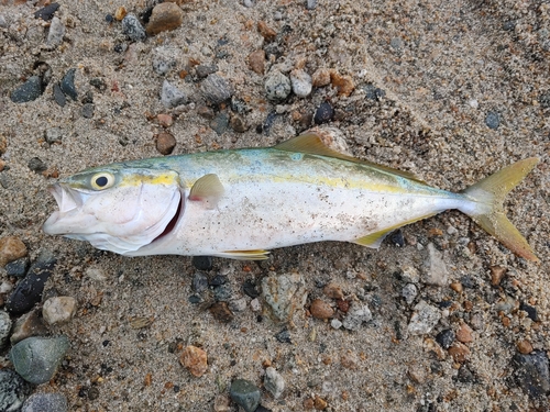 ツバイソの釣果