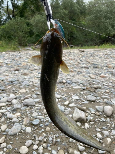 ナマズの釣果