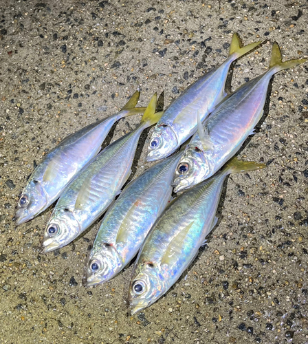 アジの釣果