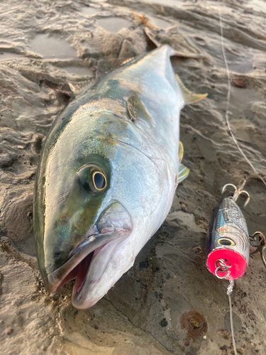 ヒラマサの釣果