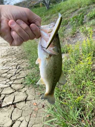 ブラックバスの釣果