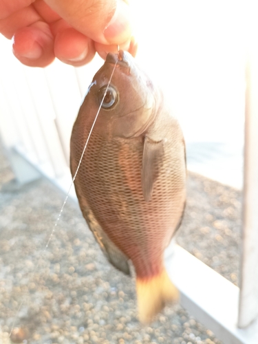 メジナの釣果