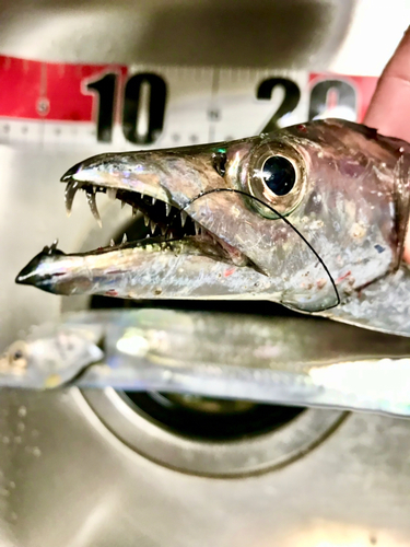 タチウオの釣果