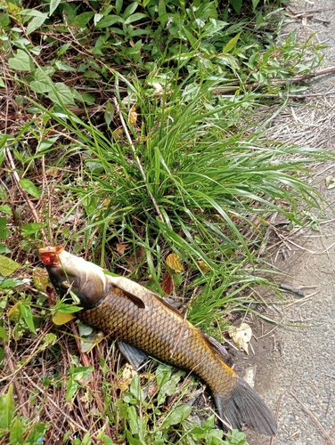 コイの釣果