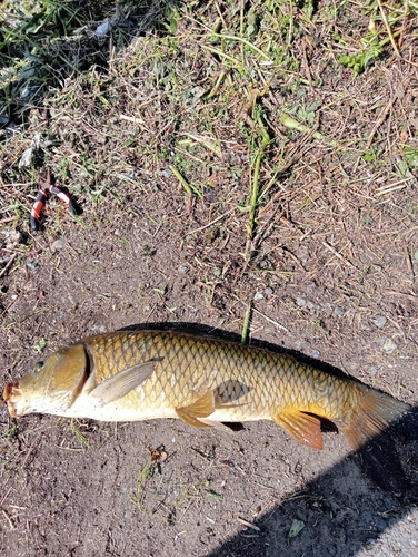 コイの釣果