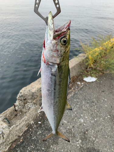 サゴシの釣果