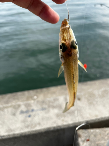 シロギスの釣果