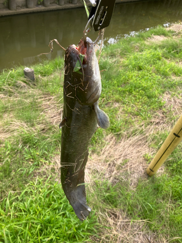 マナマズの釣果