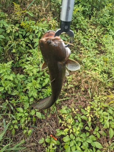 ナマズの釣果