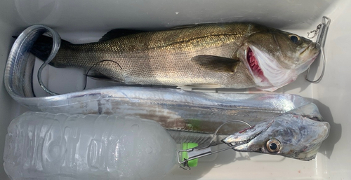 タチウオの釣果