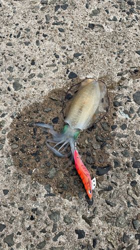 アオリイカの釣果