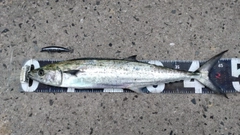 サゴシの釣果