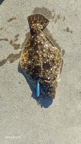 ヒラメの釣果