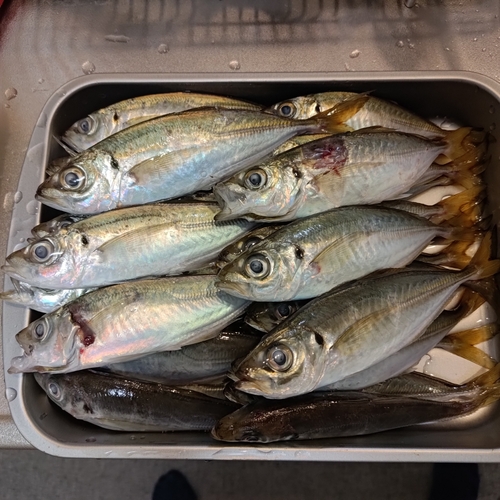 アジの釣果