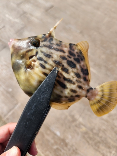 カワハギの釣果