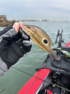 クロホシフエダイの釣果