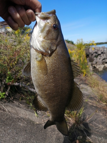 スモールマウスバスの釣果