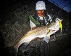 シーバスの釣果