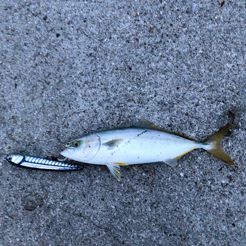 ツバスの釣果