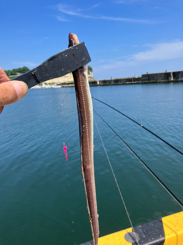 アナゴの釣果