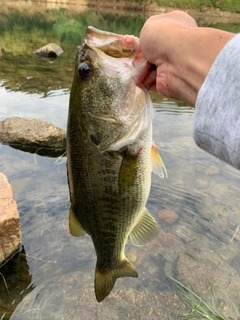 ラージマウスバスの釣果