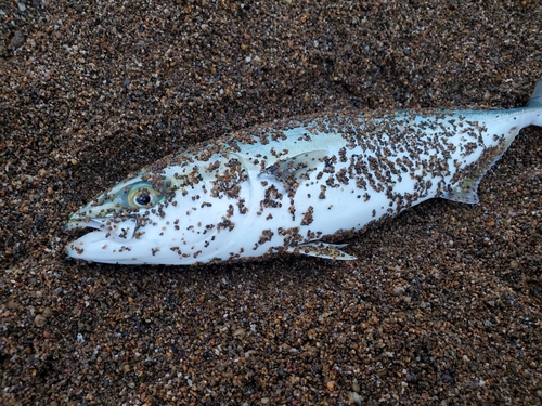 ツバスの釣果