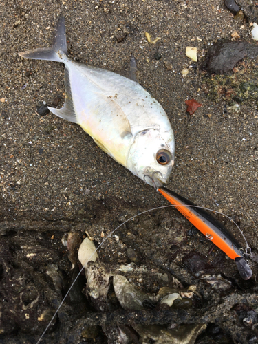 ヒラアジの釣果