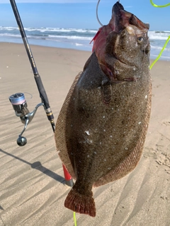 ヒラメの釣果