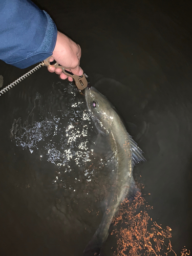 スズキの釣果