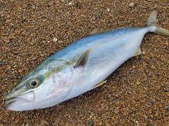 ワカナゴの釣果