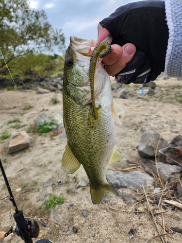 ラージマウスバスの釣果