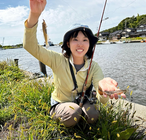 マハゼの釣果