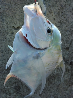 イトヒキアジの釣果