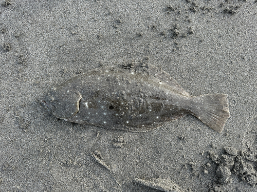 ソゲの釣果