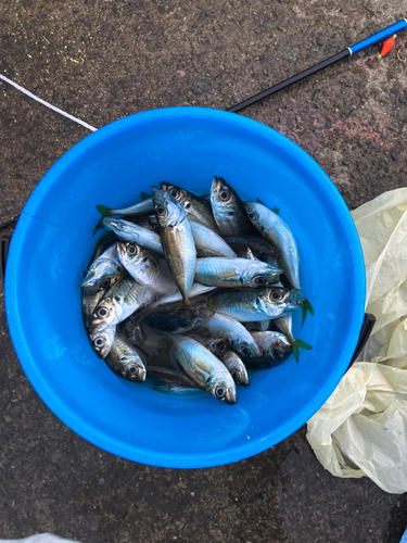 アジの釣果