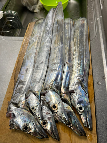 タチウオの釣果