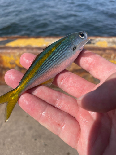 サバの釣果