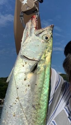 サゴシの釣果